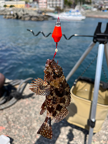 カサゴの釣果