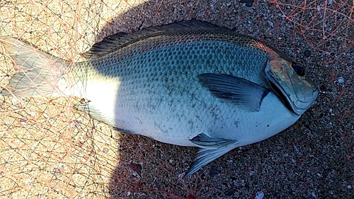 クロの釣果