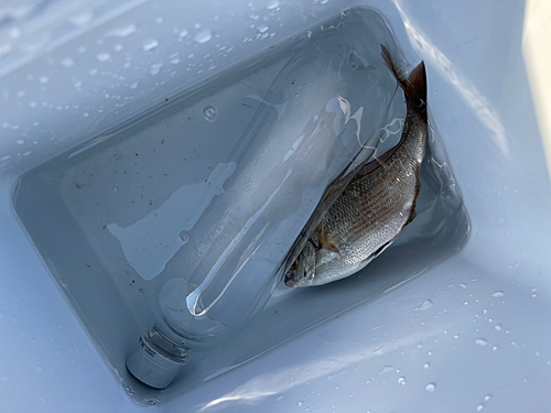 ウミタナゴの釣果