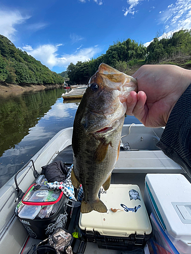 ラージマウスバスの釣果