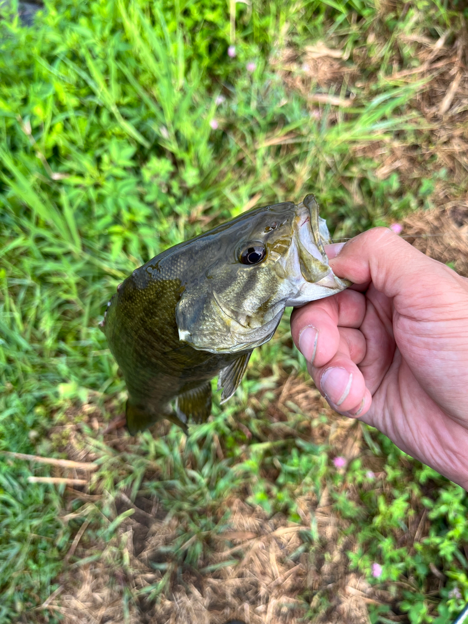 スモールマウスバス