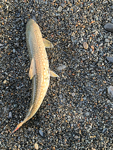 アメマスの釣果