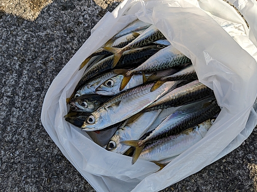 サバの釣果