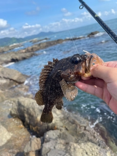 ソイの釣果