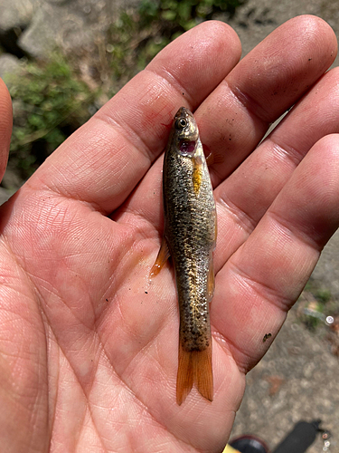 アブラハヤの釣果