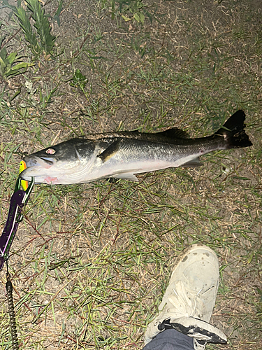 フッコ（マルスズキ）の釣果