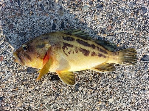 シマゾイの釣果