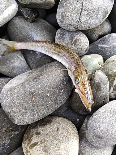 カマスの釣果