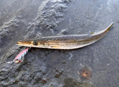 カマスの釣果