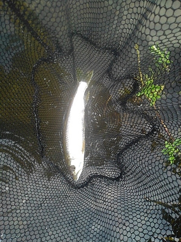 ケタバスの釣果