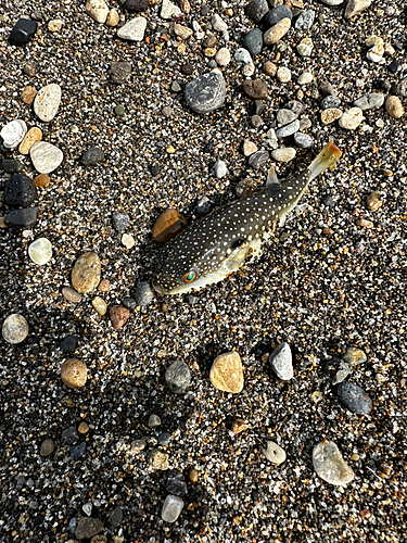 クサフグの釣果