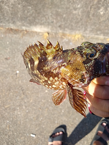 カサゴの釣果