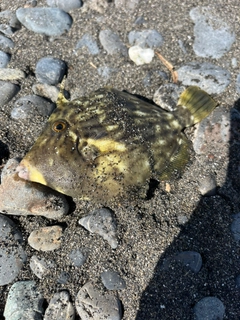 カワハギの釣果