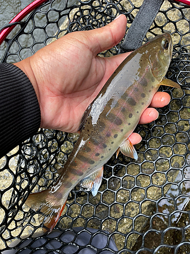 ヤマメの釣果