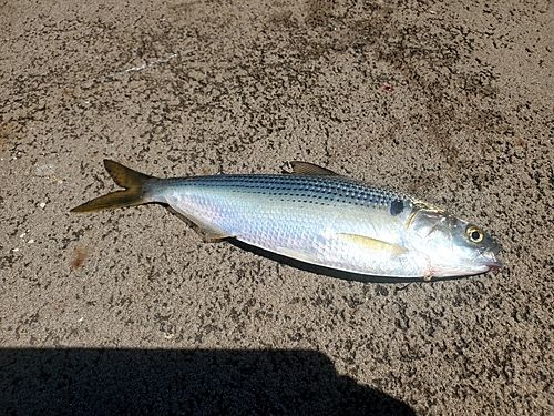 コノシロの釣果