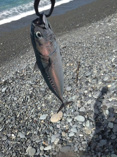 ソウダガツオの釣果