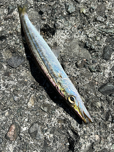 カマスの釣果