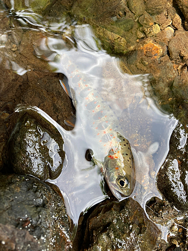 アマゴの釣果