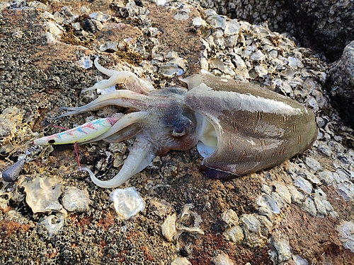 モンゴウイカの釣果