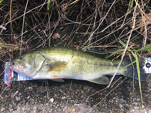 ラージマウスバスの釣果