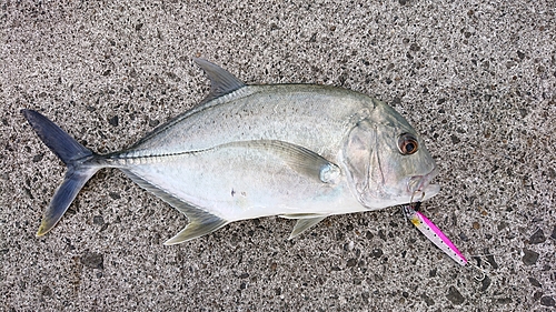 メッキの釣果