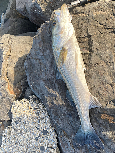 セイゴ（マルスズキ）の釣果