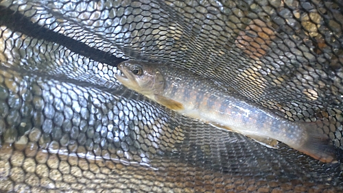 ニッコウイワナの釣果