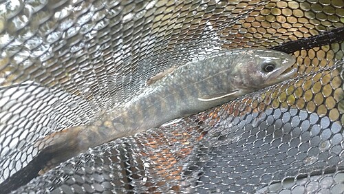 ニッコウイワナの釣果