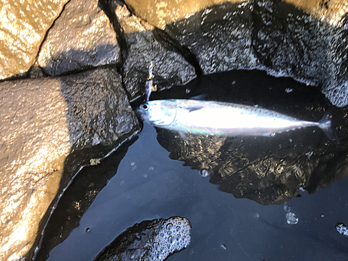 アカハタの釣果