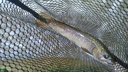 ニッコウイワナの釣果