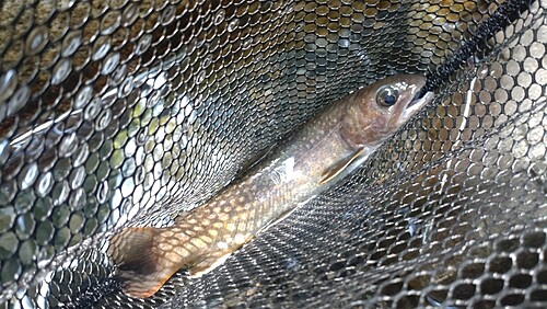 ニッコウイワナの釣果