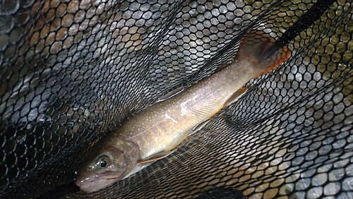 ニッコウイワナの釣果