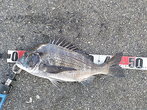 チヌの釣果