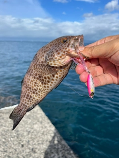 オオモンハタの釣果