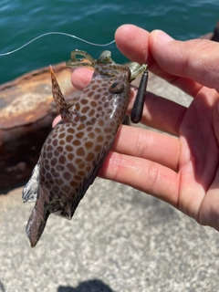 オオモンハタの釣果