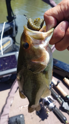 ラージマウスバスの釣果