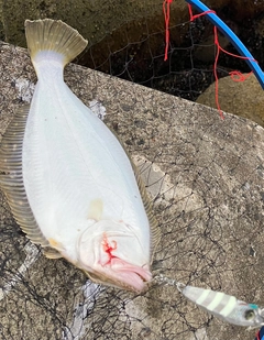 ソゲの釣果