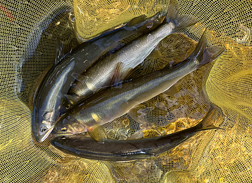 アユの釣果