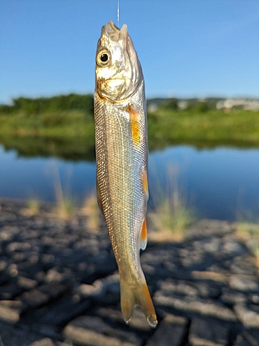 ウグイの釣果