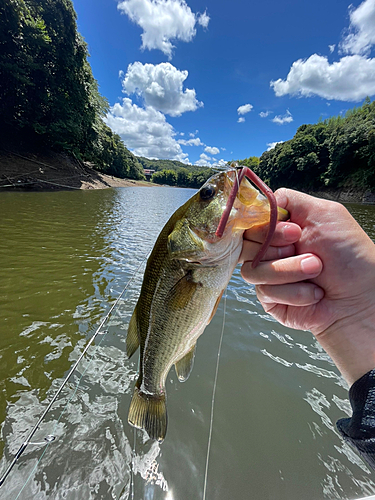 ラージマウスバスの釣果