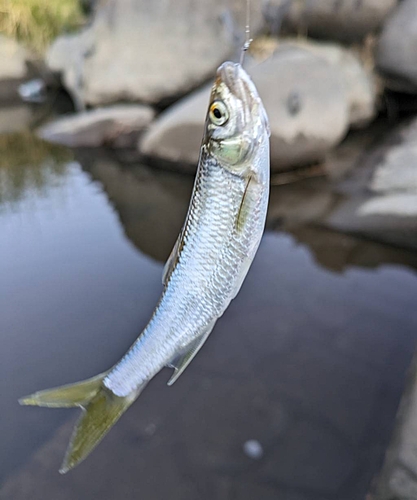 オイカワの釣果