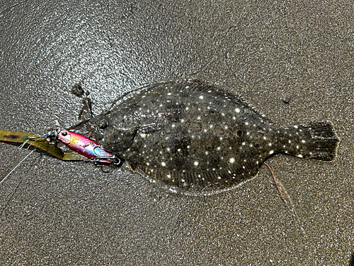 ソゲの釣果