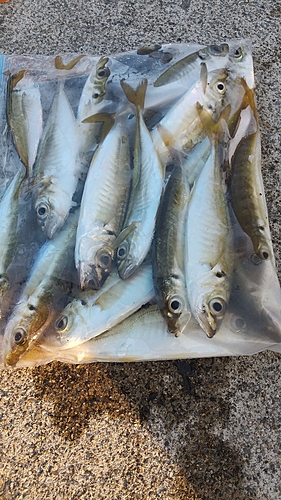 アジの釣果