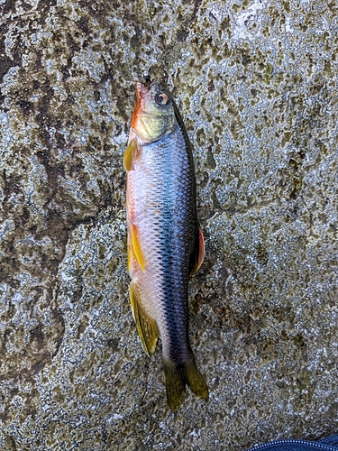 カワムツの釣果