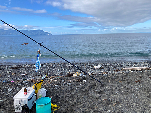 ワカシの釣果