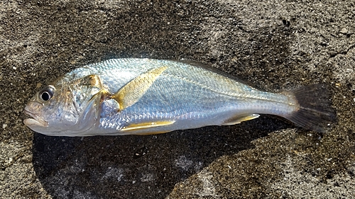 イシモチの釣果