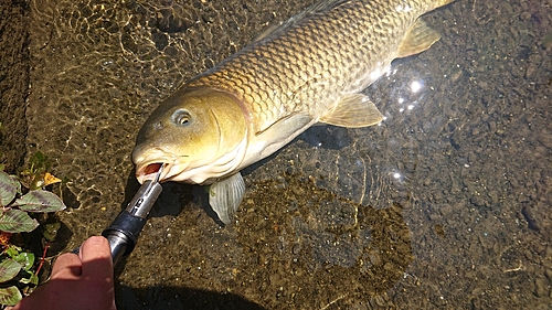 コイの釣果