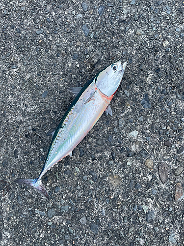 ソウダガツオの釣果