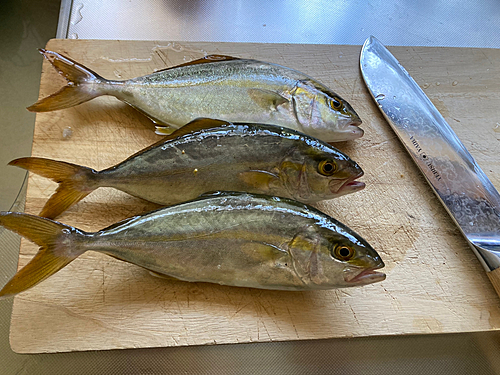 ショゴの釣果