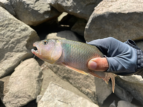 ハスの釣果